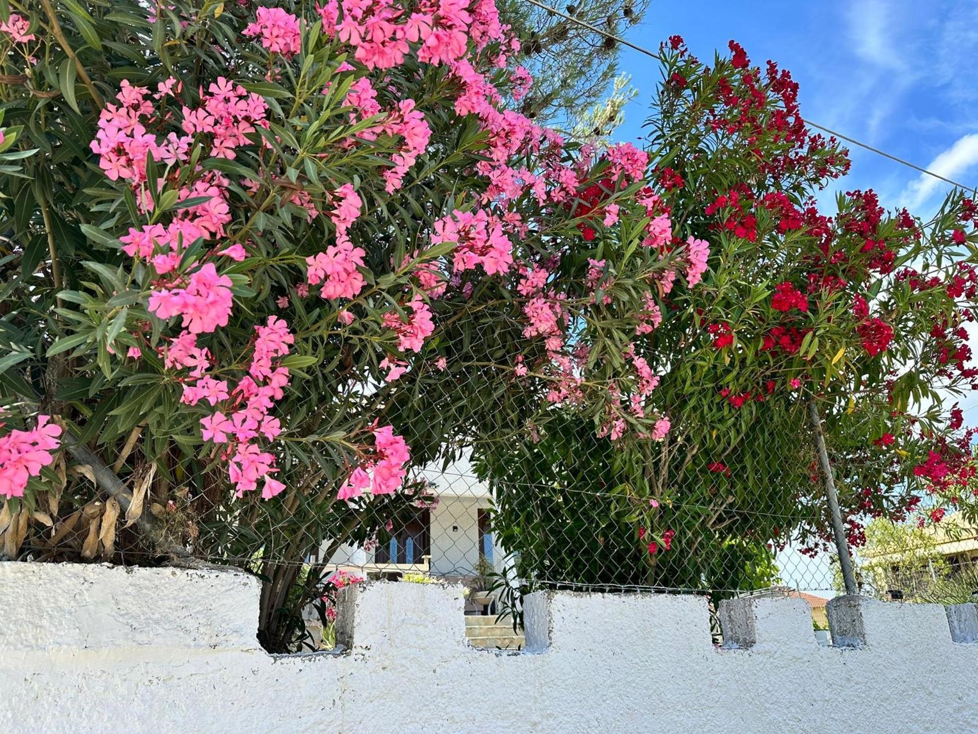Zante Star Summer House * Pandokrator