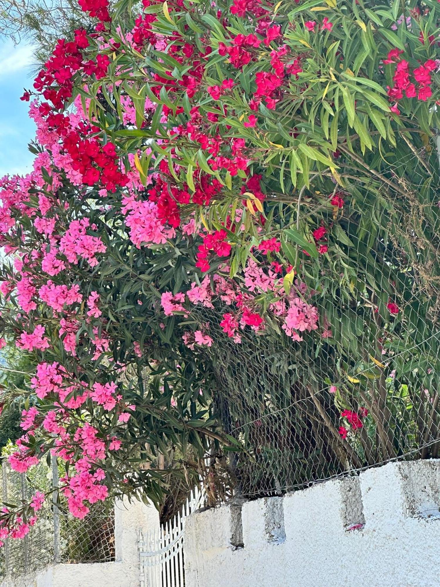 度假居 Zante Star Summer House